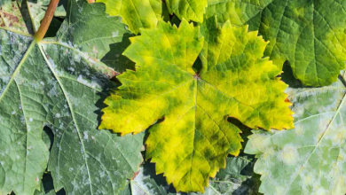 Effective Strategies to Prevent and Treat Downy Mildew in Plant Cultivation