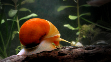 Types of Aquarium Snails