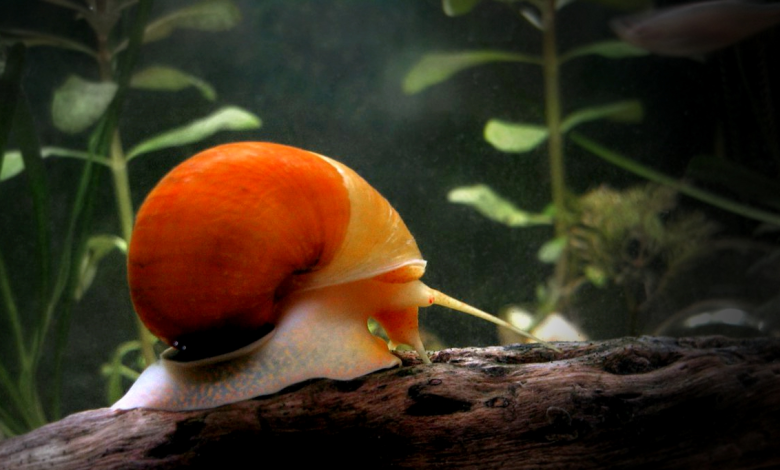 Types of Aquarium Snails