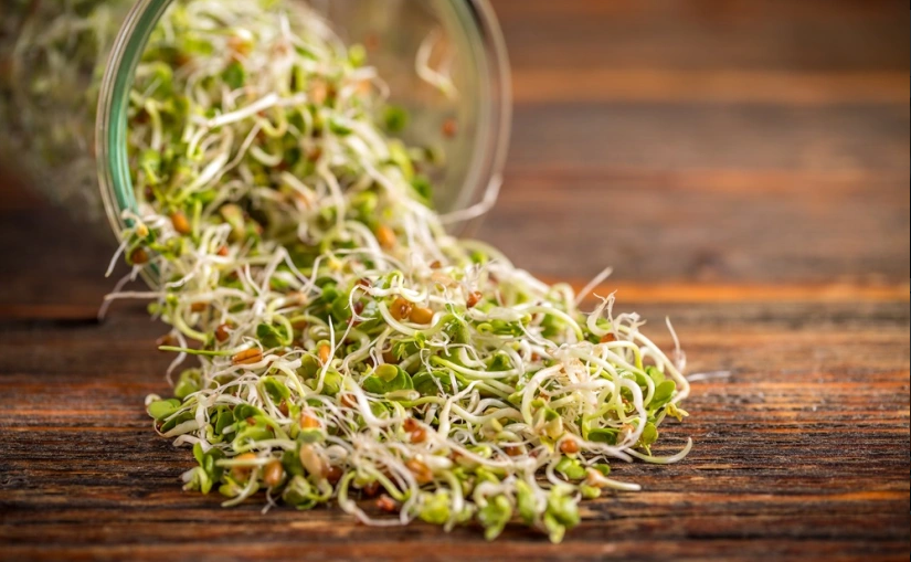Sprouts: A Pillar of a Healthy Diet