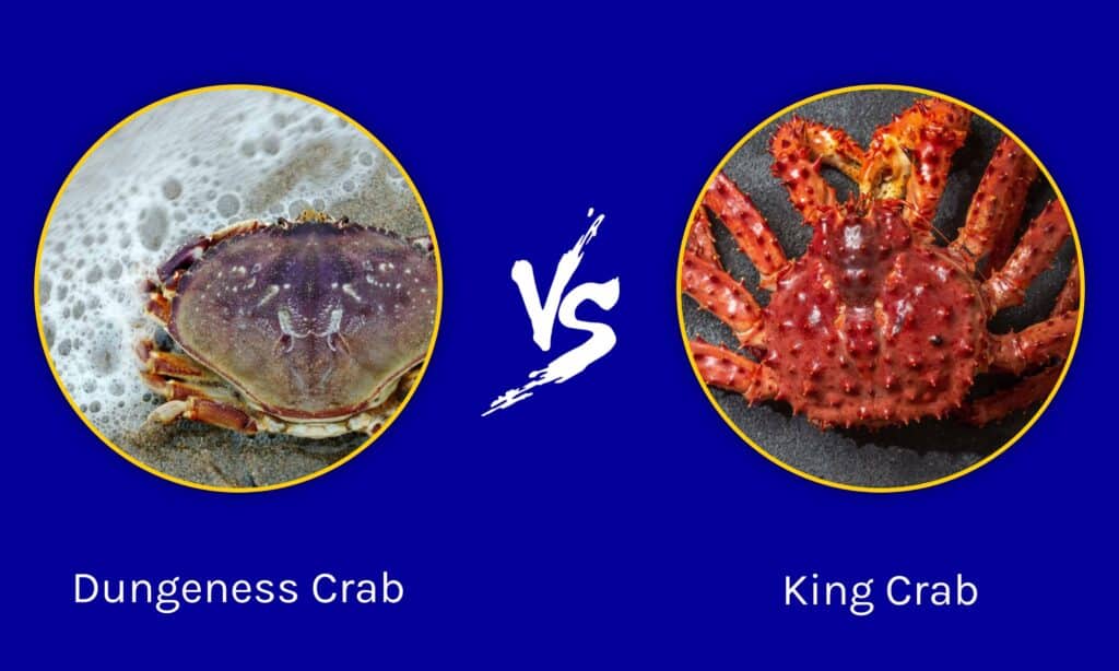 King crab Vs live Dungeness crab: What’s the key difference?