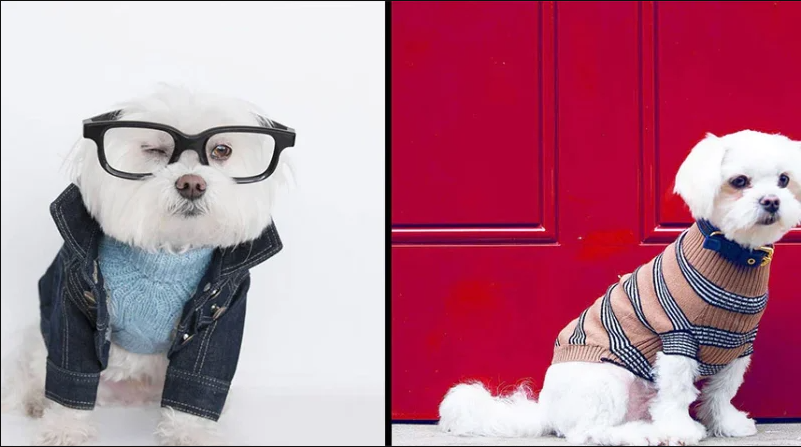 Pet Clothing Keeping Your Furry Friend Stylish and Cozy