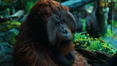 What Maurice From Planet Of The Apes Looks Like In Real Life