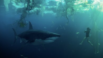 The Killer Shark Movie That’s Gobbling Netflix Top 10 Charts